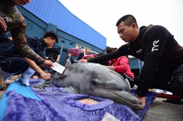 7头海豚乘专机“空降”蓬莱 抵达海洋极地世界