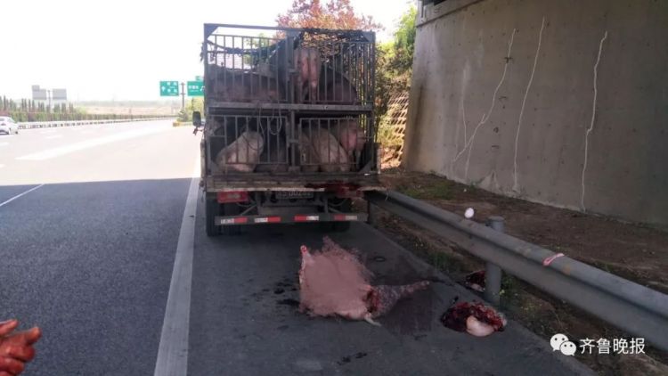 嫌猪不听话 货车司机高速上提刀杀猪吓坏路人！