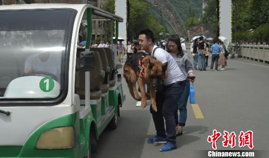 汶川特大地震功勋搜救犬“沈虎”与训导员重回北川