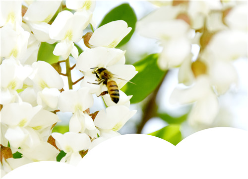 “蜜蜂王国” 听养蜂人的追花故事