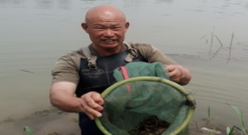 淄博小龙虾市场火爆 养殖户每天1.5吨俩小时抢光