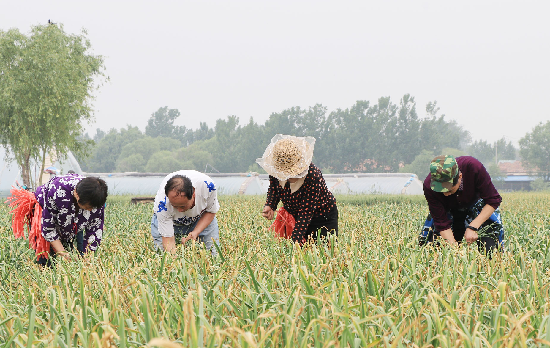 济南：蒜薹收获季 农民采收忙