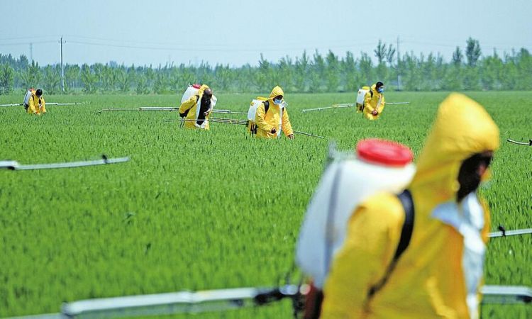 济南市绿色防控小麦病虫害 确保今年夏粮丰收