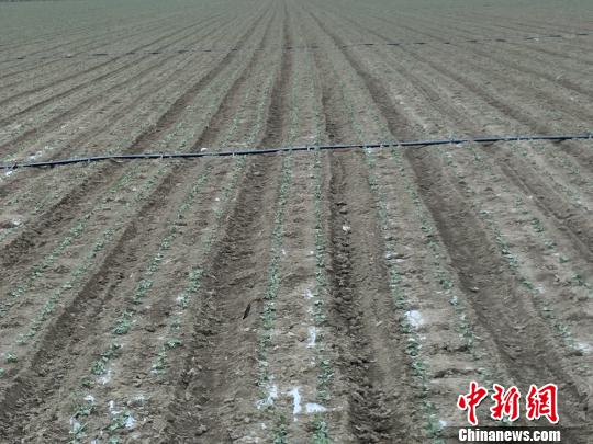 新疆兵团沙漠边缘建成10万亩“高纬度植棉区”