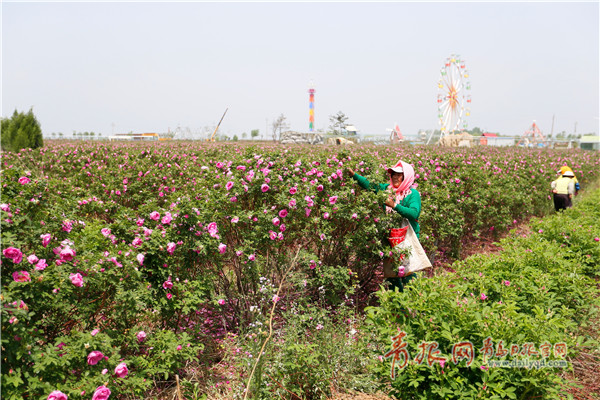 农民在玫瑰小镇产业园里采摘玫瑰花瓣.jpg