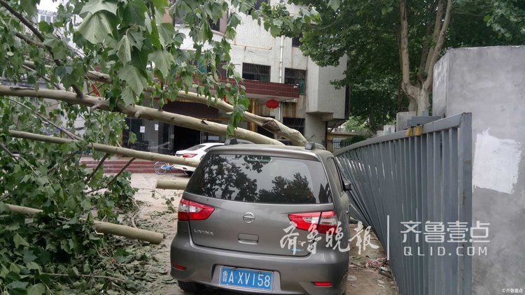 情报站|济南一大树倒向围墙,仨轿车遭殃