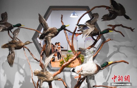 山东鸟类标本展汇集“湿地精灵”