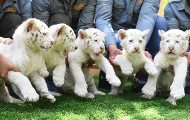 济南野生动物世界雪虎五胞胎与游客见面