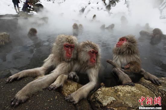 泰国景点野猴增多 虎窟寺贴中文禁止游客喂食