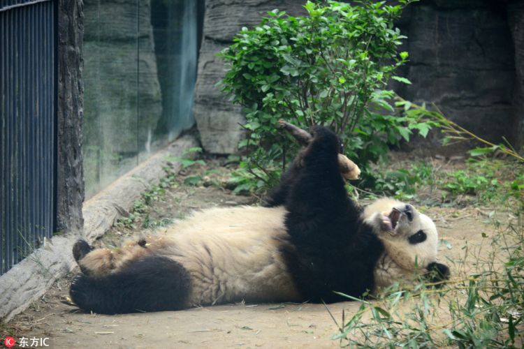 美味到陶醉!北京动物园大熊猫吃相惹人爱