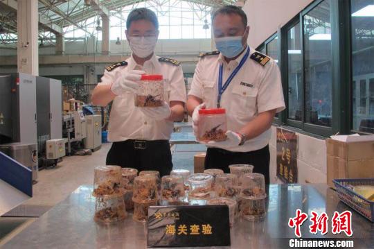 杭州海关连续截获43只活体甲虫 包装手法专业