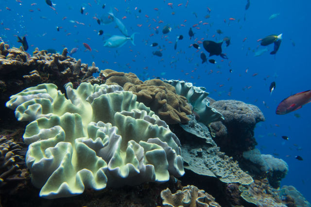 神奇生物在哪里 | 在海里!