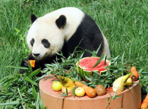 再见“珍大”“双儿”！来淄6年两只大熊猫被送回四川