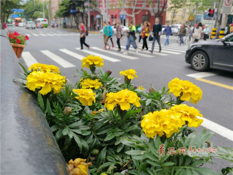 五彩缤纷鲜花装点 青岛市区街道呈现新“绿景”(图)