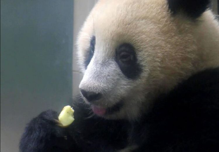“香香”初长成！东京上野动物园熊猫宝宝已断奶开始吃苹果