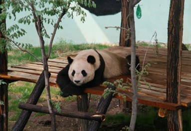 在淄博如月湖湿地生活6年后 熊猫“珍大”、“双儿”不得不……