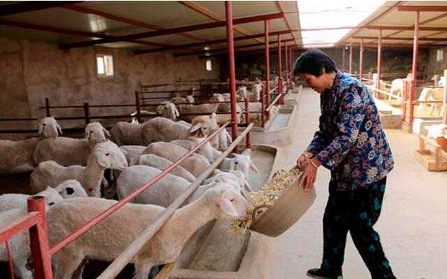 畜牧业转型升级 潍坊将逐步关停小散污养殖户