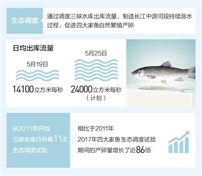 开展生态调度试验 长江中游四大家鱼产卵量7年增31倍