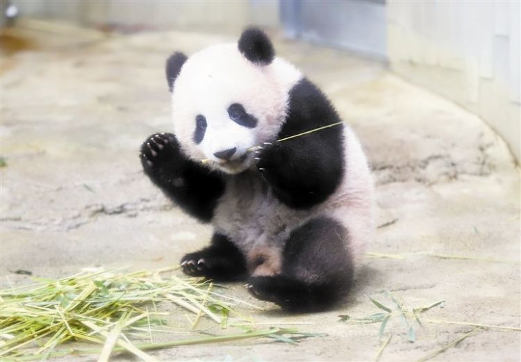 号码牌不够用 东京上野动物园宣布6月起看熊猫“香香”直接排队
