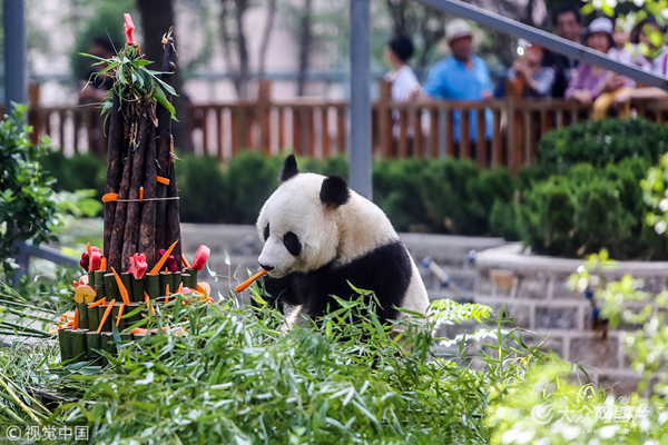 济南4岁大熊猫开生日趴 引游客围观