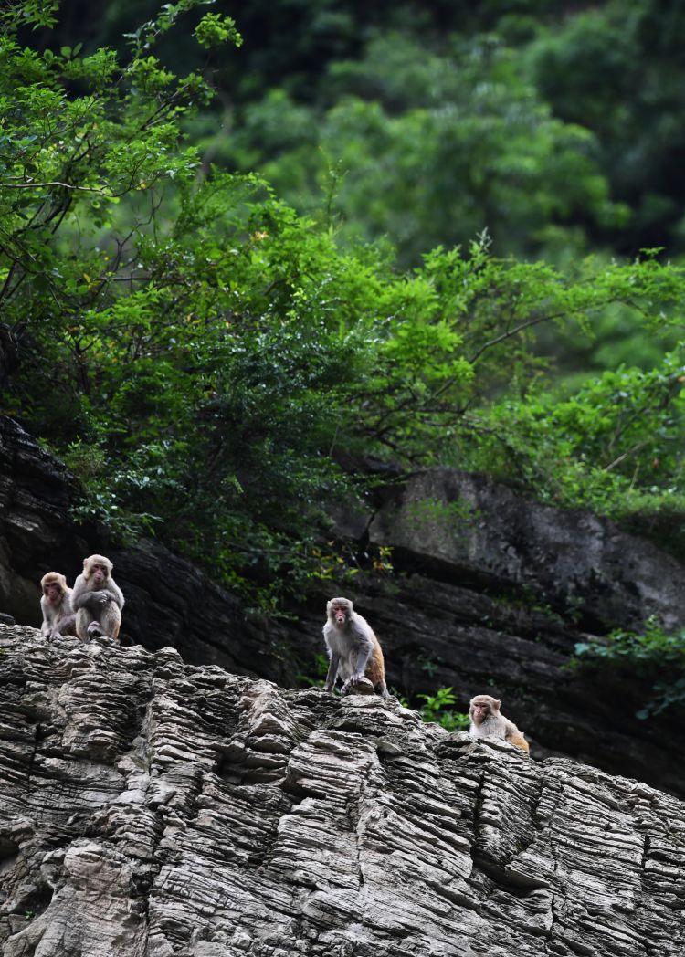 “两岸猿声啼不住”