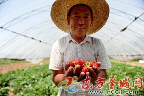 邹城东傅村：草莓让日子 过得甜蜜蜜