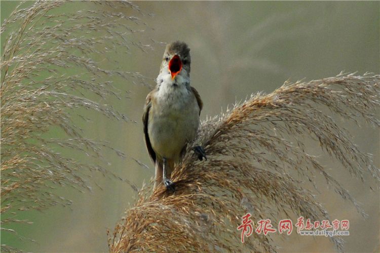 实拍青岛河流入海口的“湿地精灵” 构成和谐生态画卷