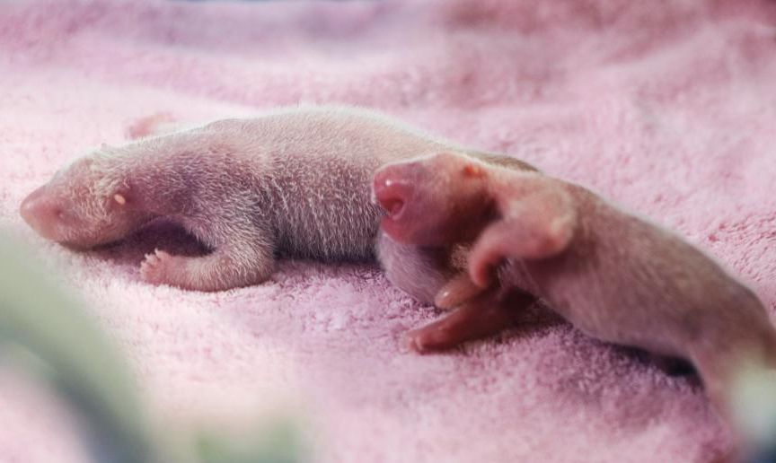 2018年全球首对圈养双胞胎大熊猫诞生