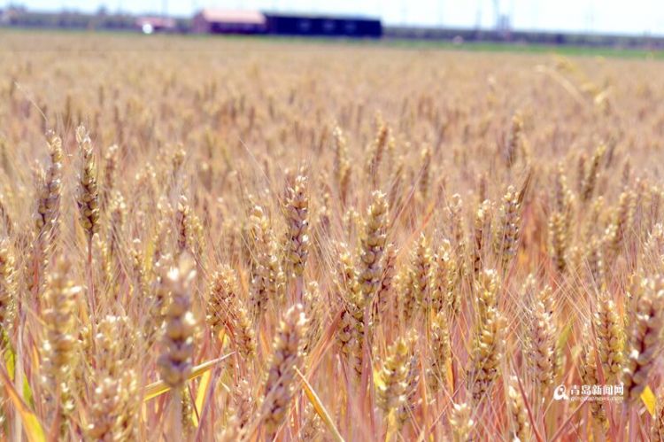 组图：又见金色麦浪 青岛本地小麦本月上旬进入收割期