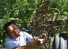 5年驯化“油根子” 日照农民种出“汉字树”