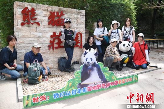 日本“熊猫粉”组团到深圳看望海归大熊猫“秋浜”