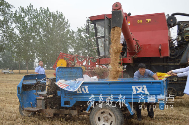 28万台套机械上阵作业,菏泽小麦开镰收割
