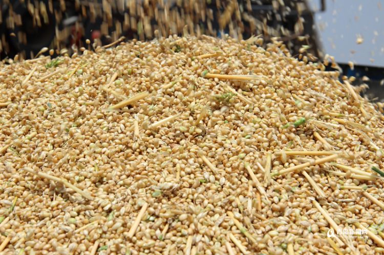 高清:麦收第一镰 胶州市铺集镇率先开启今年麦收工作