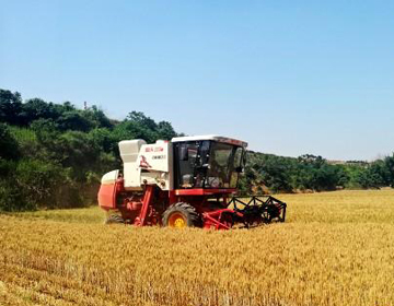 1960台收割机上阵作业 潍坊“开镰”首日收获小麦8.6万亩 