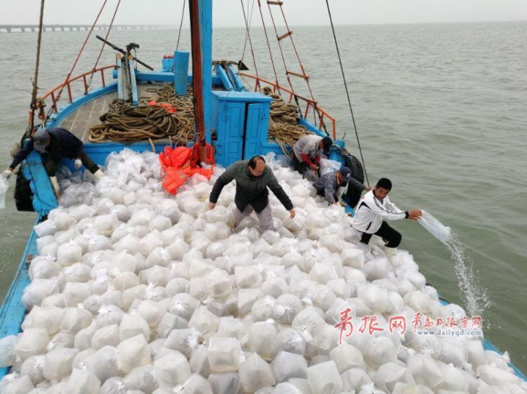 全国放鱼日 5000万尾中国对虾虾苗放流胶州湾(图)
