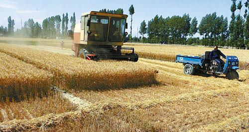 聊城607万亩小麦开机收割 8日前后进入收获高峰