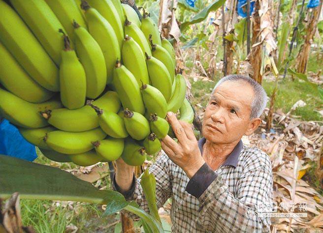 台湾香蕉跌至两毛一公斤 果农:“台独”害了我们