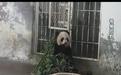 让大熊猫再回淄博的呼声有回应了 原山林场：已提交申请