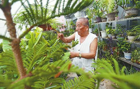 济南老夫妻当“义务花匠”6年 打理七东社区居委会“空中花园”