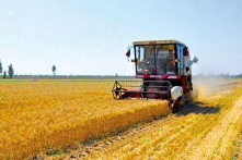 淄博夏粮生产稳中略减 小麦总产比上年减少2.3万吨