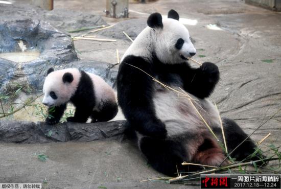 日本上野动物园熊猫宝宝“香香”将迎来一岁生日