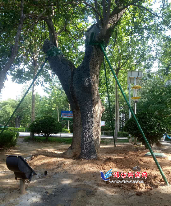 潍坊市园林处组织开展古树保护工作