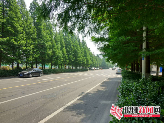 临沂街巷“颜值”提升 市民建议路边多种高大绿植