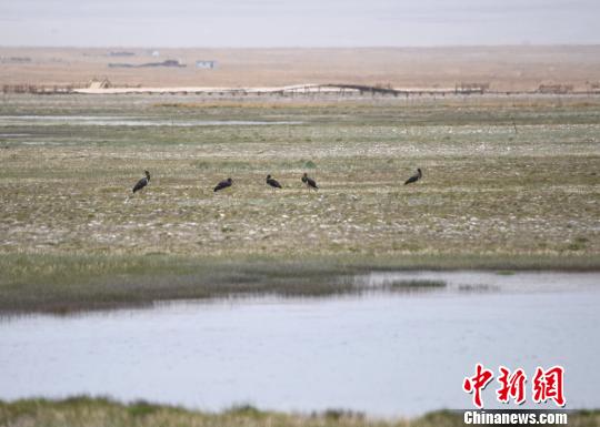 “鸟中熊猫”黑鹳现甘肃苏干湖草原