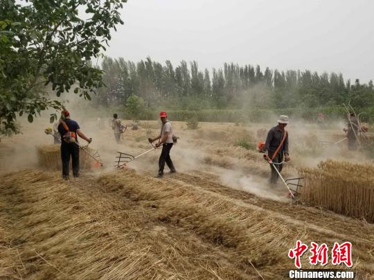 新疆和田120多万亩冬小麦陆续收割