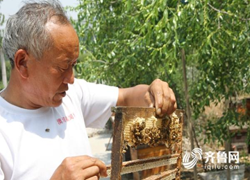 枣庄山亭6.8万亩长红枣盛花期 引来16省放蜂人