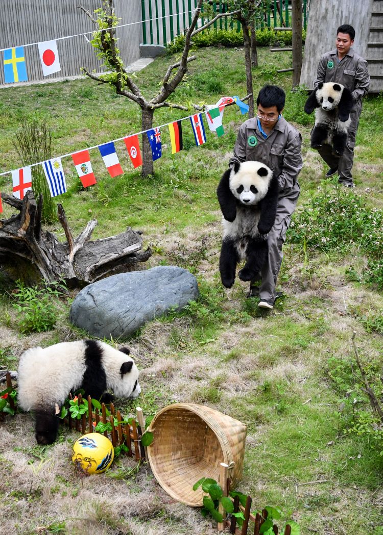 熊猫“足球赛” 助威世界杯