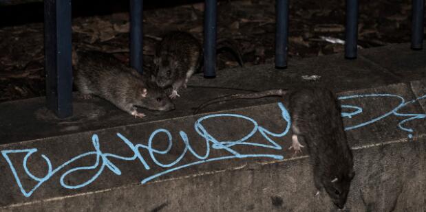 鼠满成患：巴黎一区开设网站 呼吁居民们报告鼠洞