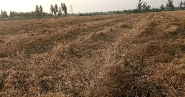 狂风暴雨突袭淄博 部分区县小麦发生倒伏