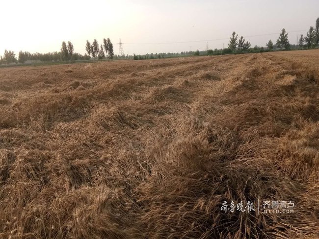 狂风暴雨突袭淄博，部分区县小麦发生倒伏